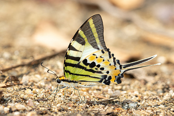 Graphium antiphates-7018 - Doi-Suthep - 18/03/24