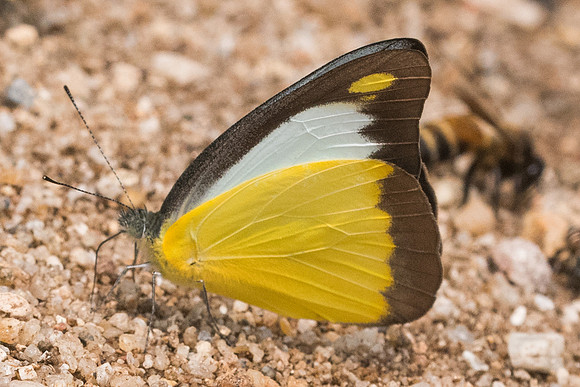 Appias lyncida-0869 - Chiang Dao - 11/03/23