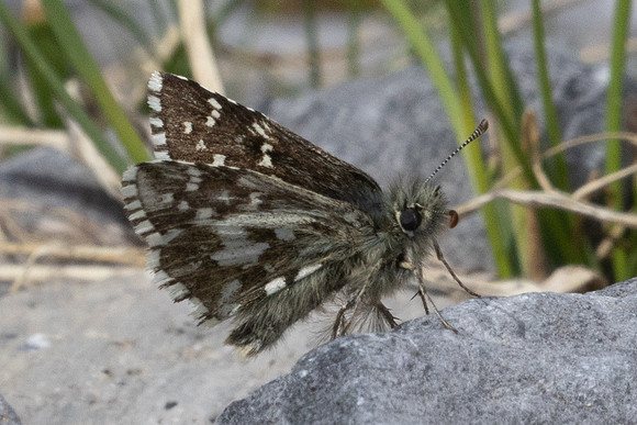 Pyrgus andromedae-2394 - Col de l'Izoard - 27/06/25