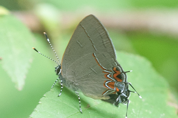 Calycopis quintana-1287