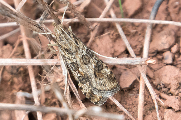 Nomophila noctuella-8567 Canyon du diable - 1/10/24