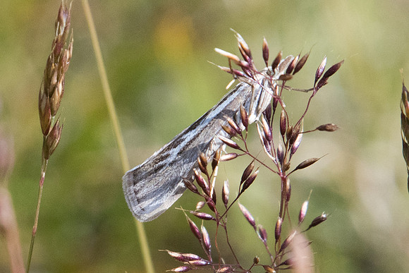 DSC_5368