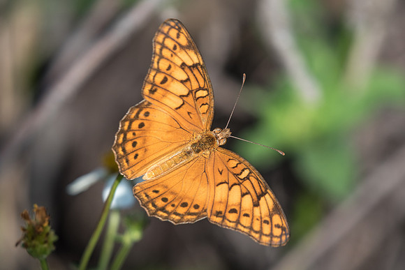 Euptoieta hegesia-0338