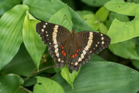 Anartia fatima-2170