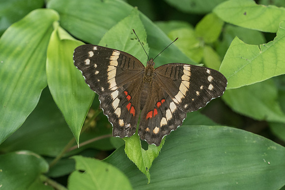 Anartia fatima-2170