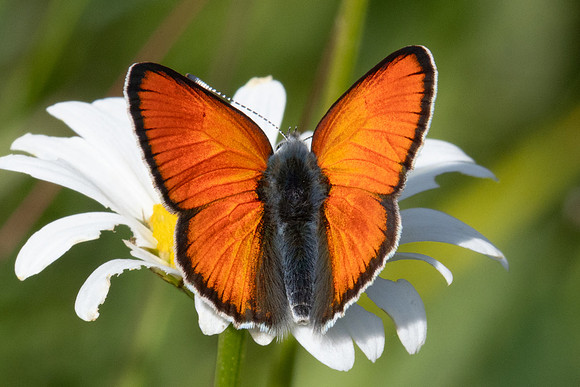 Lycaena hippothoe-0046