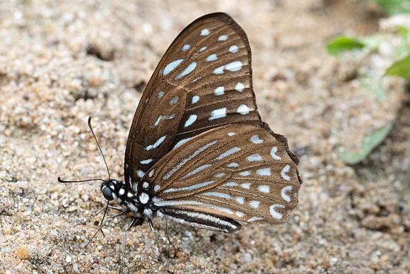 Graphium megarus megapenthes-1923 - Chiang Dao - 17/03/24