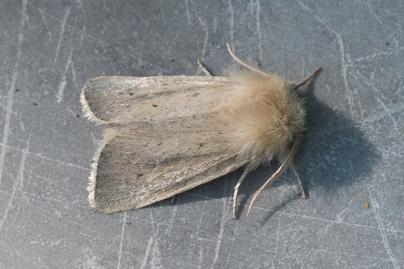 Denticucullus pygmina  9724