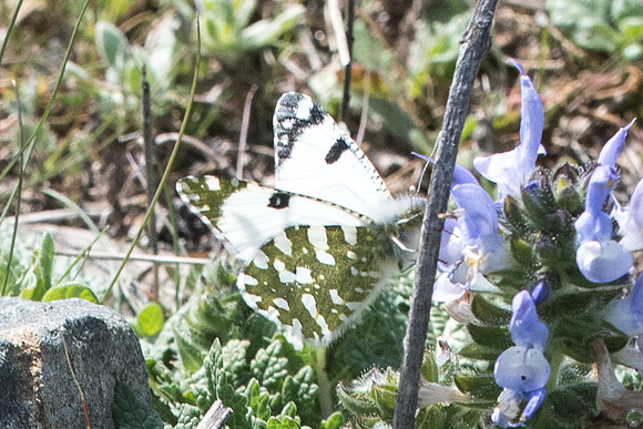 Euchloe crameri-7993