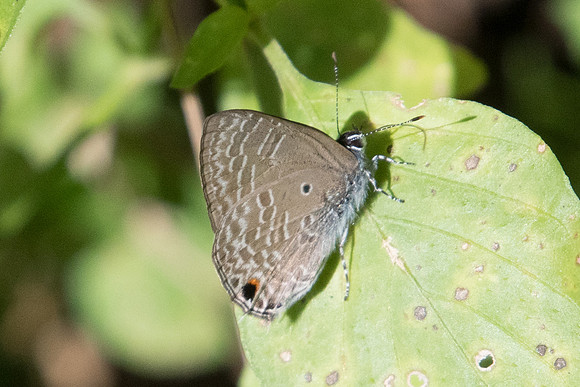Anthene lycaenina-0337  - Chiang Dao - 16/11/23