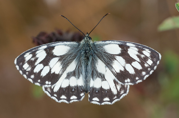 Melanargia galathea-2668 - Fontibre - 3/08/13