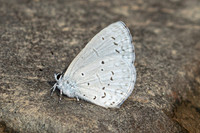 Celastrina argiolus -4343 - Chiang Dao - 22/03/24