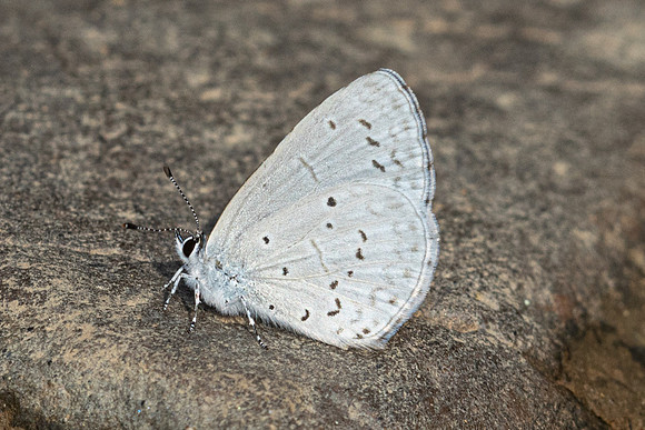 Celastrina argiolus -4343 - Chiang Dao - 22/03/24