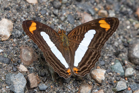 Adelpha iphiclus-9085 -  Rio Claro - 10/05/19