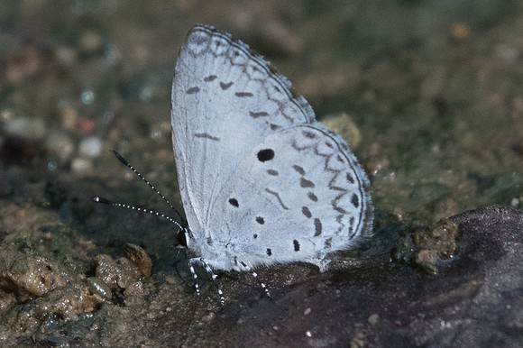 Lestranicus transpectus-1764 - Chiang Dao - 15/11/23