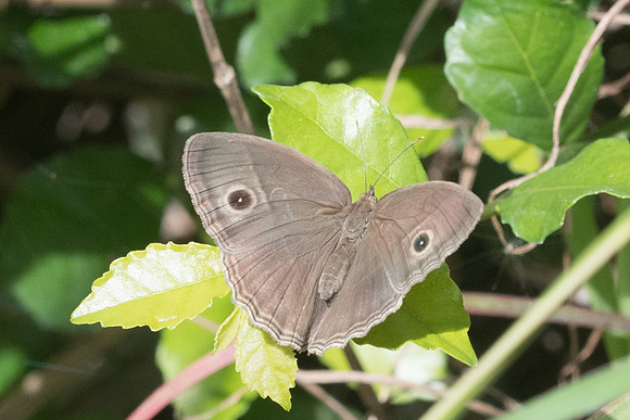 Mycalesis intermedia id--2553 - Chiang Rai - 18/11/23
