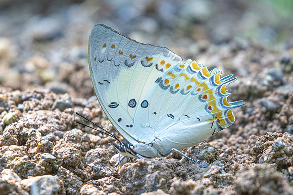 Polyura delphis-2212 - Chiang Dao - 15/11/23