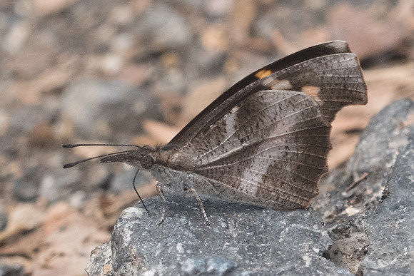 Libythea myrrha sanguinalis-7066 - Doi-Suthep 14/03/23
