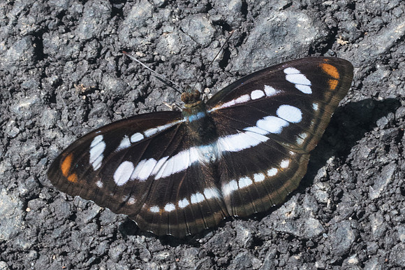 Athyma nefte-2731- Chiang Dao 15/11/23