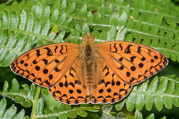Argynnis adippe-4330 - Fontainebleau - 13/06/20