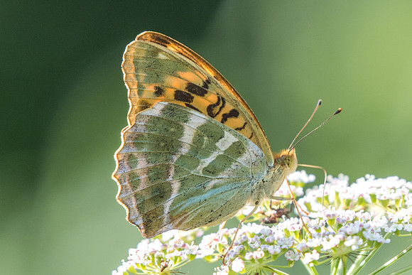 Argynnis paphia-8954 - Précy - 15/07/18