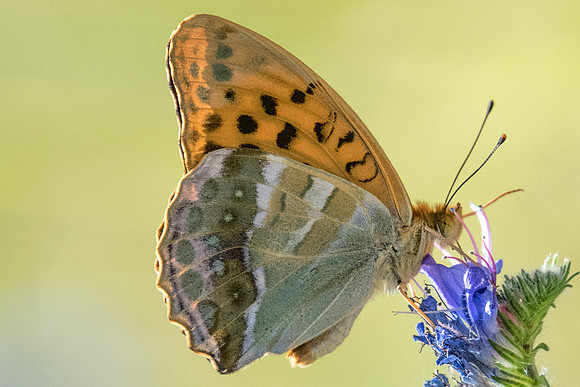 Argynnis paphia-5319 - Fontainebleau - 24/06/20
