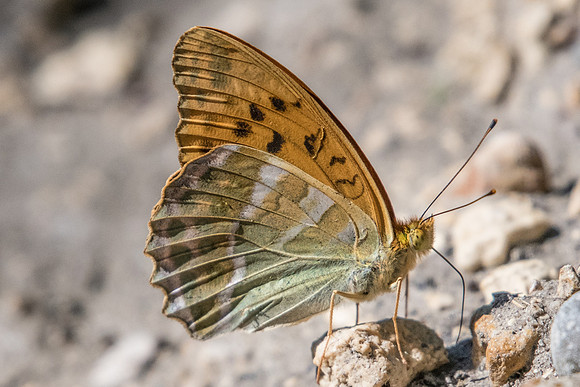 Argynnis paphia-5476 - Fontainebleau - 24/06/20