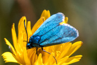 Procris sp id--5790