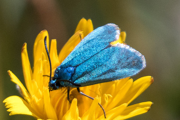 Procris sp id--5790