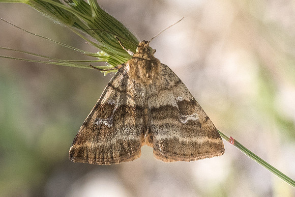 Synthymia fixa - 0647 - Belgentier - 20/05/21