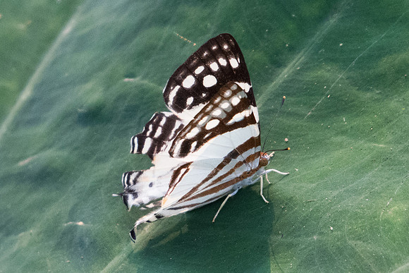 Dodona deodata-6291 - Doi-Suthep - 10/03/23