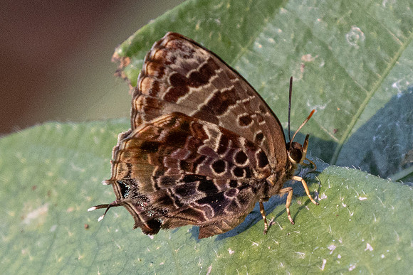 Flos abseus-6776 - Doi-Suthep  - 28/03/24
