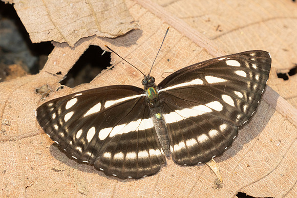 Neptis-1100 - Chiang Dao - 17/03/25