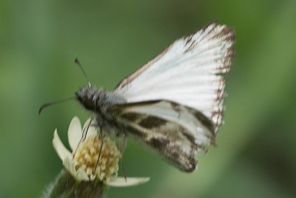 Heliopetes m. macaira-1269
