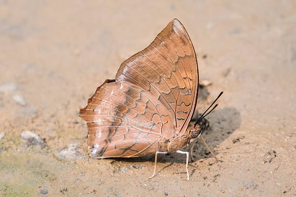Charaxes aristogiton -2113 - Chiang dao - 11/03/23