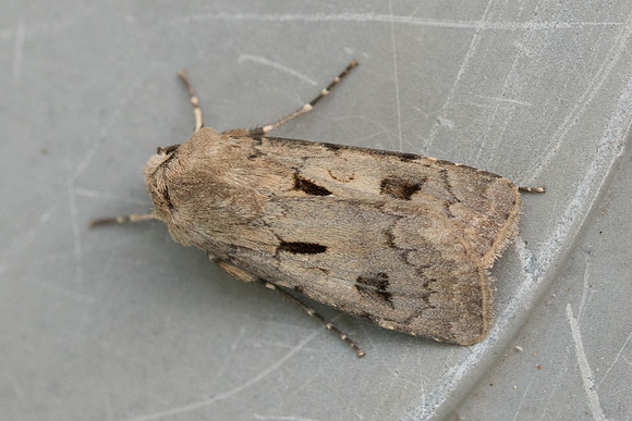 Agrotis exclamationis_9674 -Frayssinet-le-Gélat -  24/06/23