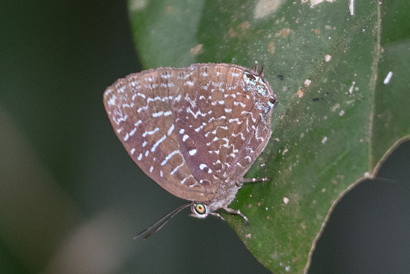 Arhopala democritus democritus -7279 - Khao Phanom Bencha National Park - 28/11/23