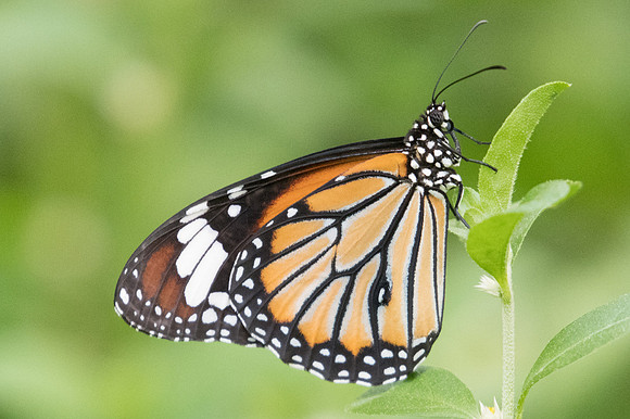 Danaus genutia genutia-9188 Bangkok - 22/03/23