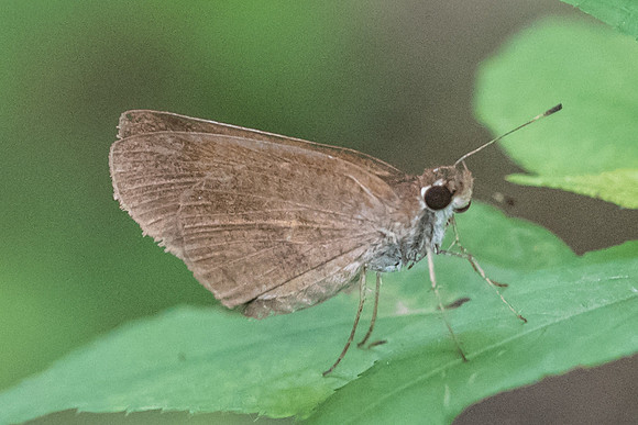 Lerodea eufala --1513