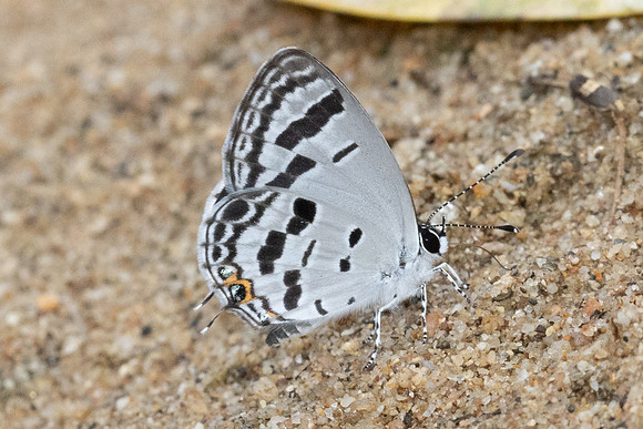 Tongeia potanini umbriel-1767 - Chiang Dao - 17/03/24