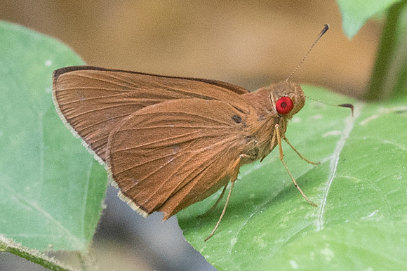Matapa aria-4574 - Phanom Bencha Mountain Resort - 23/11/23