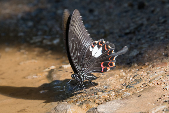 Papilio helenus-0275 -Chiang Dao - 16/11/23
