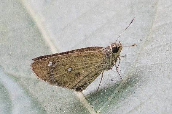 Scobura isota-1927 - Doi-Suthep - 8/03/23