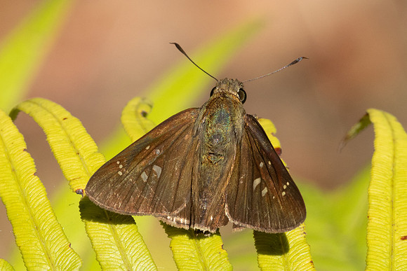 Borbo cinnara-5239 - Doi Inthanon - 24/03/24