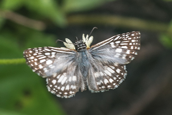 Pyrgus oileus-0999