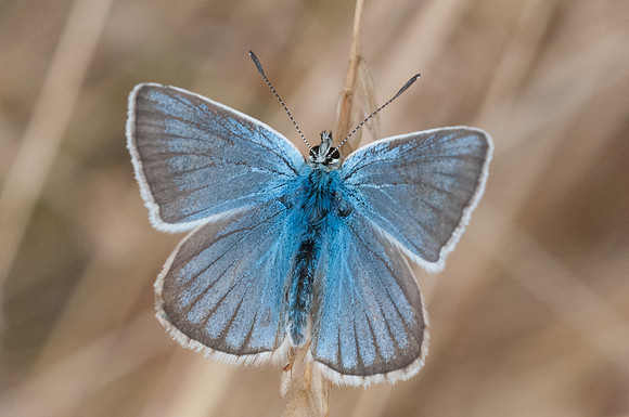 Polyommatus damon-2922 - Fontibre