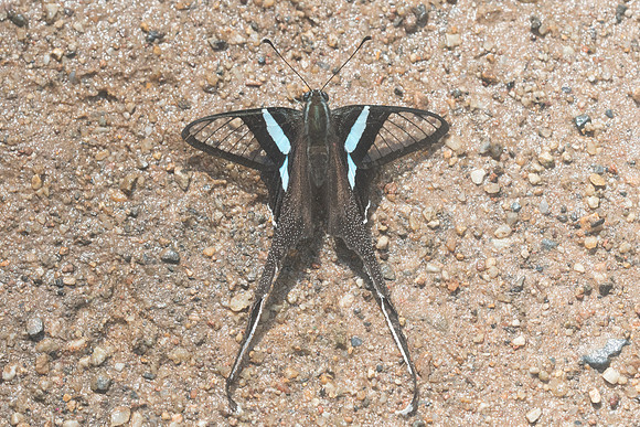 Lamproptera meges- Chiang Dao -14/11/23 - 8831