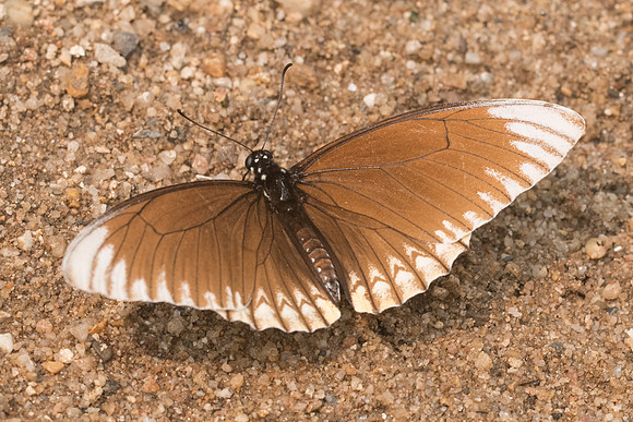 Papilio clytia clytia f onpape-3573 - - Chiang Dao  - 12/03/23
