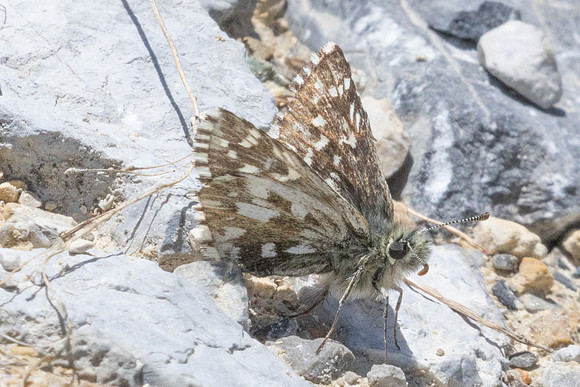 Pyrgus andromedae-2343 - Col de l'Izoard - 27/06/25