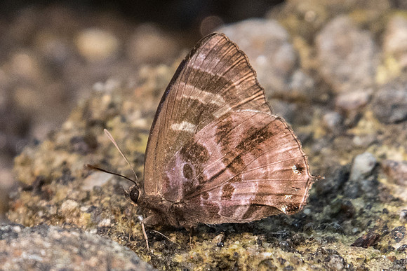 Flos fulgida fulgida-6394 - Doi-Suthep -  10/03/23